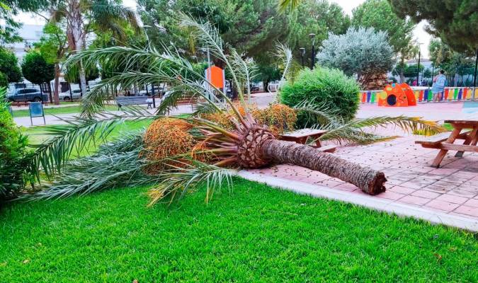 Cierran un parque en Marchena por la caída de una palmera 