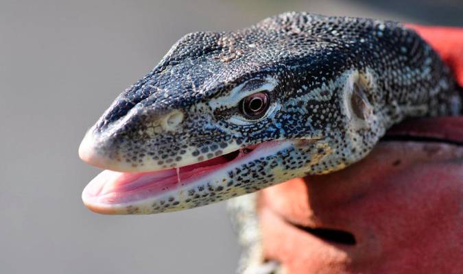 Investigan el envío de un gran reptil a Cádiz dentro de una caja