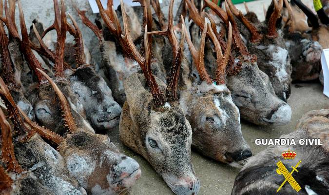 Grifo Caso Wardian Noroeste Denunciados por cazar y decapitar 10 animales en una reserva de Sevilla