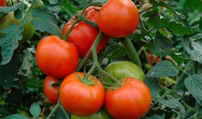 El tomate de Los Palacios se salta a piola la pandemia