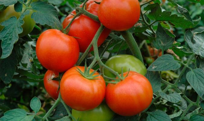 Vuelve la Feria Agroganadera a Los Palacios, que ha cosechado 15 millones de kilos de tomate durante 2021
