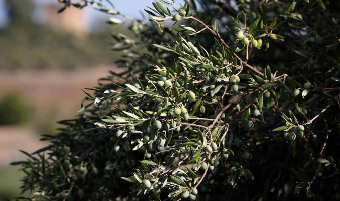 Una rama de olivo cargada de aceitunas en un olivar. EFE/Salas/Archivo