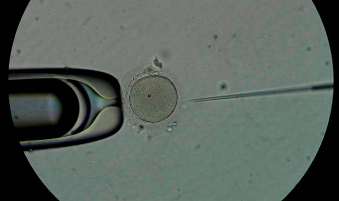 Investigan nuevos resultados en la fecundación in vitro