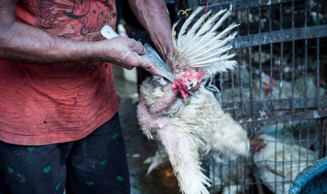 Confirman el primer caso humano de gripe aviar en Europa