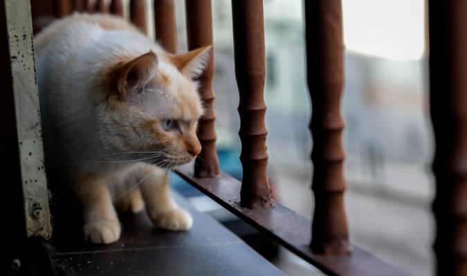 Una gata doméstica observa por la ventana. / Jesús Hellín - E.P.