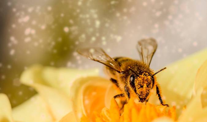 El 75% de los cultivos del mundo dependen de las abejas