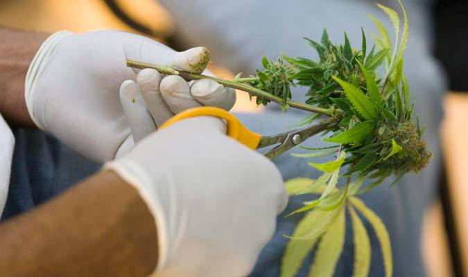 Proponen una prueba piloto de venta de cannabis medicinal