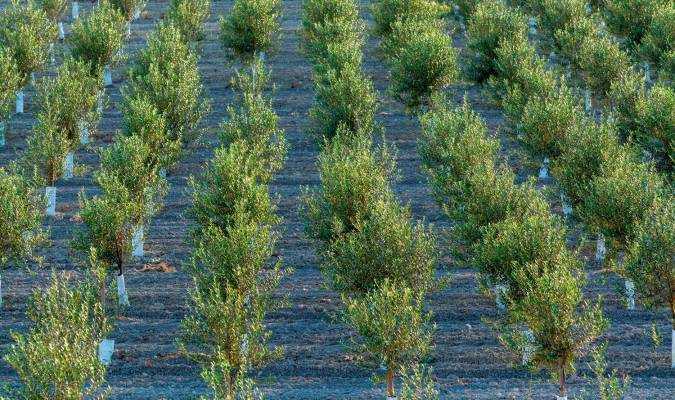 Siete pymes españolas consiguen financiación para proyectos de mejora genética del olivo