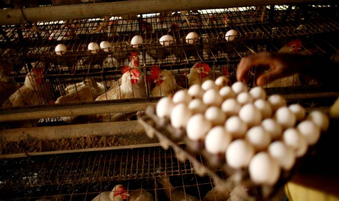 Nuevos casos de gripe aviar en Gilena y El Viso del Alcor
