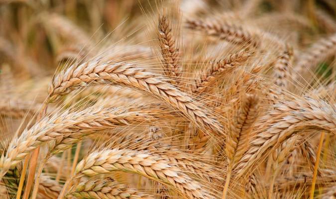 El trigo ¿en peligro de extinción?