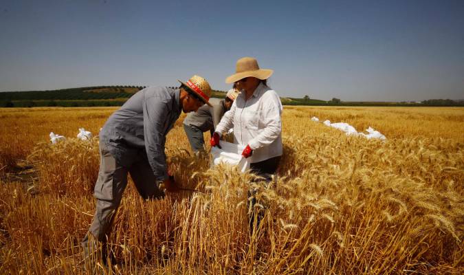 Varias personas trabajan en un cultivo de trigo en la localidad cordobesa de Guadalcázar. EFE/Salas