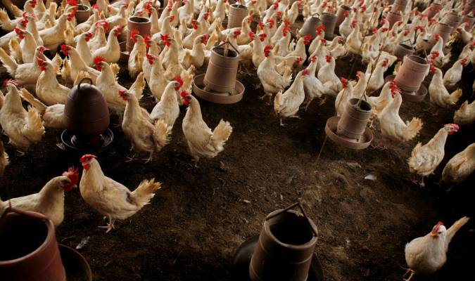 Declarado un foco de gripe aviar en una explotación de pollos de Huelva