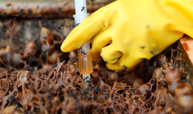 Sacrifican millones de abejas por un ácaro letal