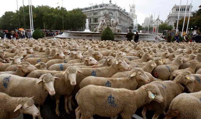 Herido tras arrollar con su turismo a un rebaño de ovejas