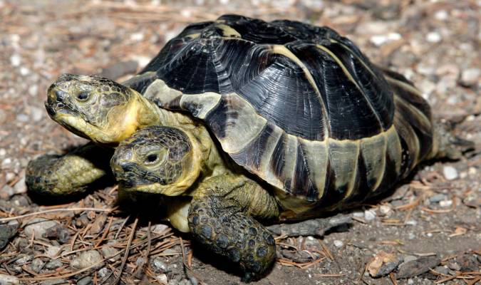 Janus, la tortuga bicéfala, celebra su 25 cumpleaños