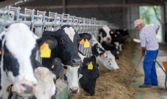 El sacrificio de vacas lecheras crece: es más rentable su carne que su leche