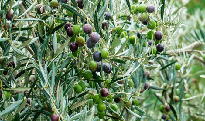La Consejería de Agricultura ofrece una plataforma con información sobre la mosca del olivo