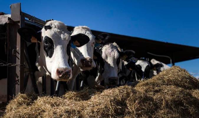 Golpe a la empresa láctea: cuando alimentar a la vaca vale más que su leche
