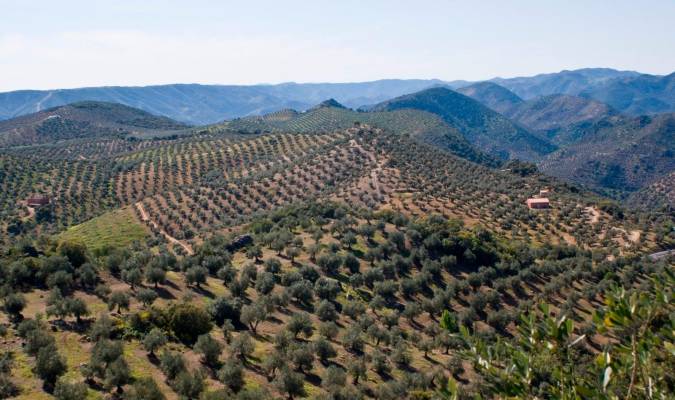 El paisaje del olivar andaluz, candidato a Patrimonio Mundial de la Unesco