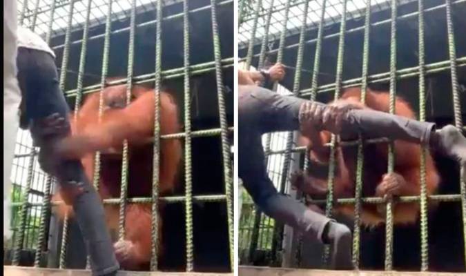 Vídeo | Pánico por el ataque de un orangután a un hombre en un zoológico