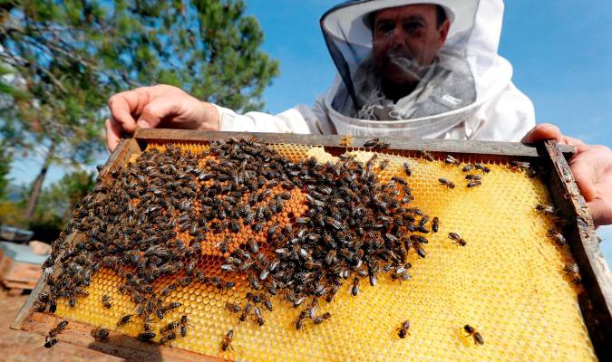 Un apicultor comprueba un panal. EFE/ Sebastien Nogier