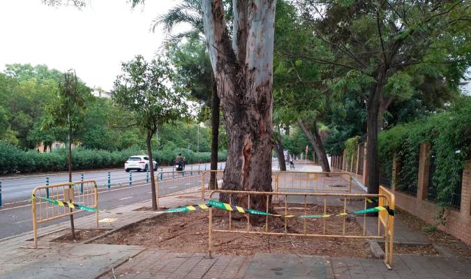 El eucalipto de la Avenida de Jerez. / Andalucía Viva
