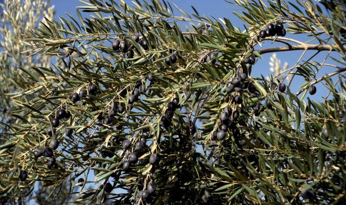 El aceite de orujo de oliva reduce el perímetro de la cintura