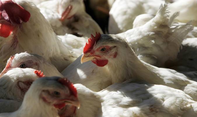 Alarma por un foco de gripe aviar peligrosa en Francia