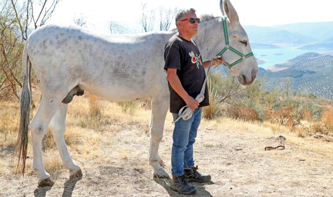«Los burros pueden desaparecer como especie en Andalucía por culpa de los tratantes»