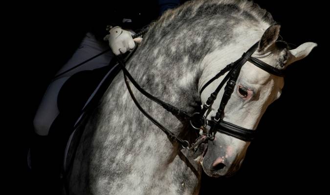 Un caballo participante en la 30ª edición del Salón Internacional del Caballo, SICAB 2021. EFE/ Raúl Caro