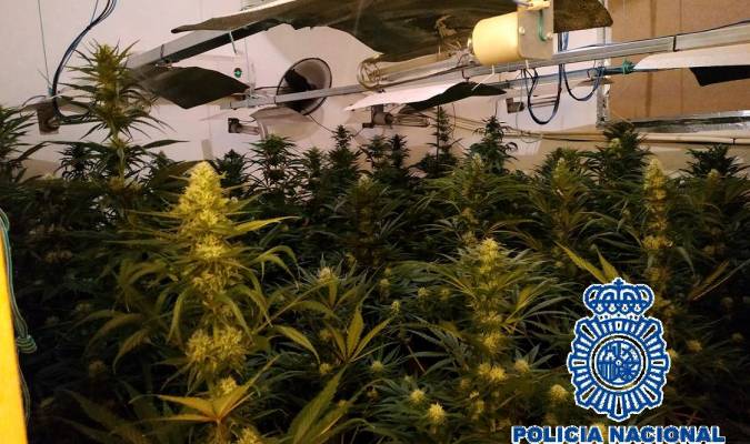 Intervenidas en Torreblanca 300 plantas de marihuana 