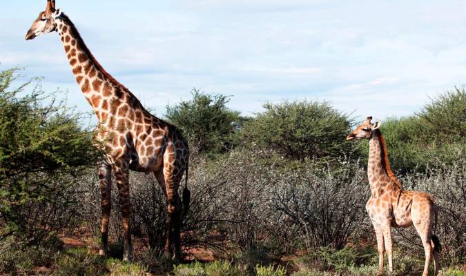 Las sorprendentes dos primeras jirafas enanas