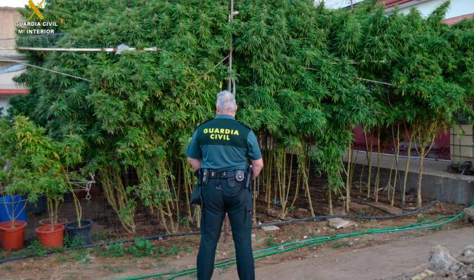 Plantación de marihuana localizada por la Guardia Civil en La Rinconada. / Guardia Civil