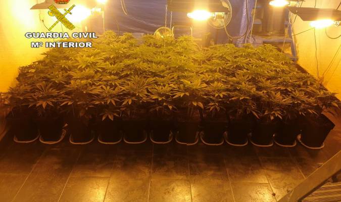 Desmantelada una plantación de marihuana en un cortijo de El Coronil con 1.380 cultivos