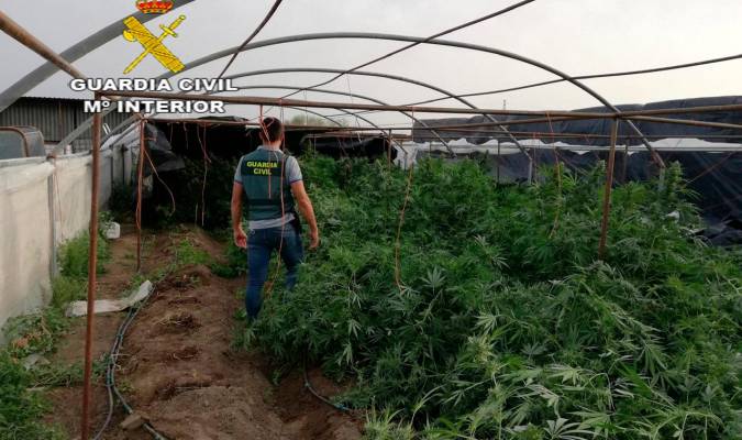 Seis detenidos tras desmantelarse un invernadero de marihuana