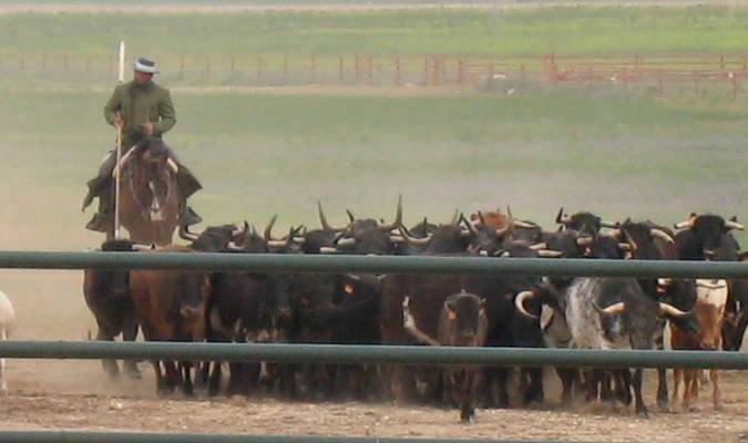 El gobierno andaluz impulsa un plan de promoción del toro bravo