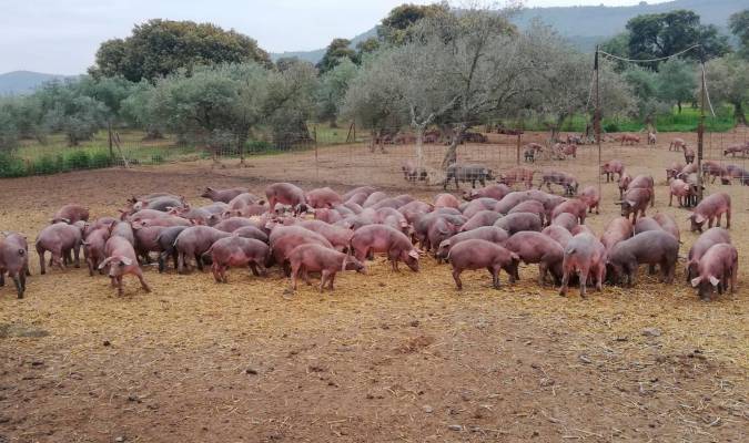 Sierra Morena da la alerta por la delicada situación del cerdo ibérico