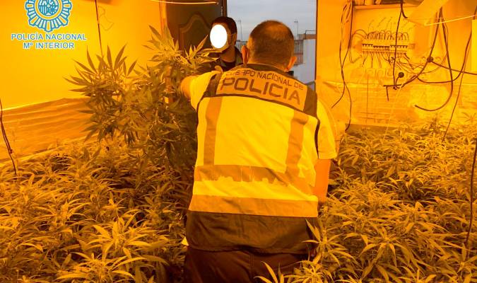Intervenido un cultivo de 350 plantas de marihuana en Dos Hermanas