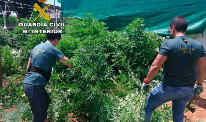 Cinco detenidos tras hallar un cultivo de marihuana en una parcela de Almensilla ocupada