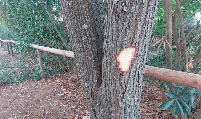 ¿Quién puede hacer daño a un árbol?