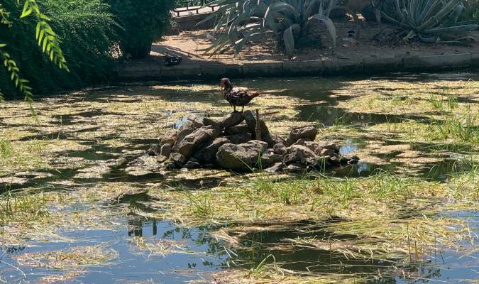 La limpieza del estanque del Parque de los Príncipes tendrá que esperar