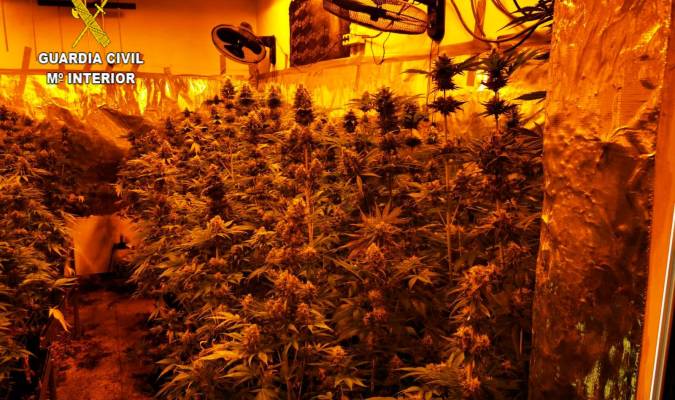 Detenido con 316 plantas de marihuana