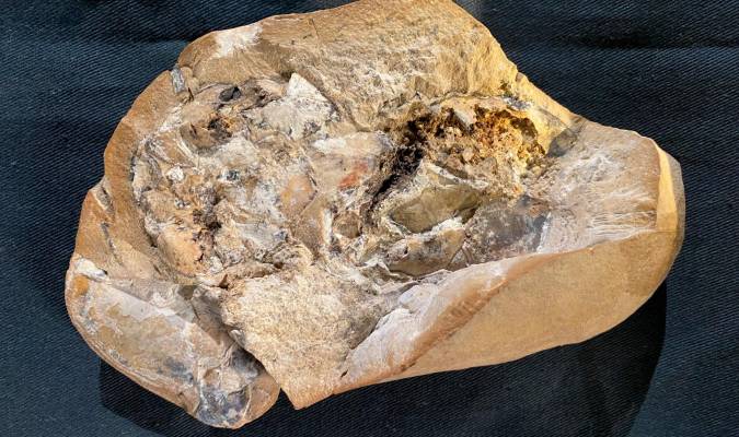 Hallan el corazón fósil más antiguo: 380 millones de años