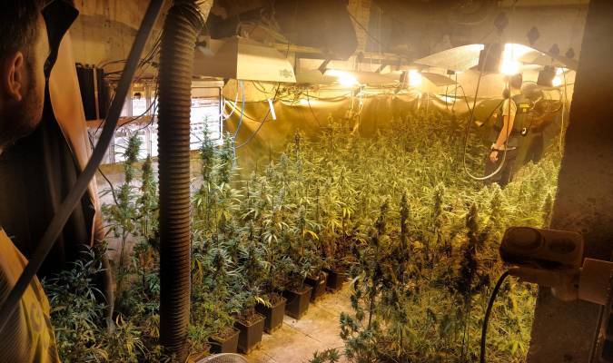 Tres detenidos y decomisadas 468 plantas de marihuana en Mairena