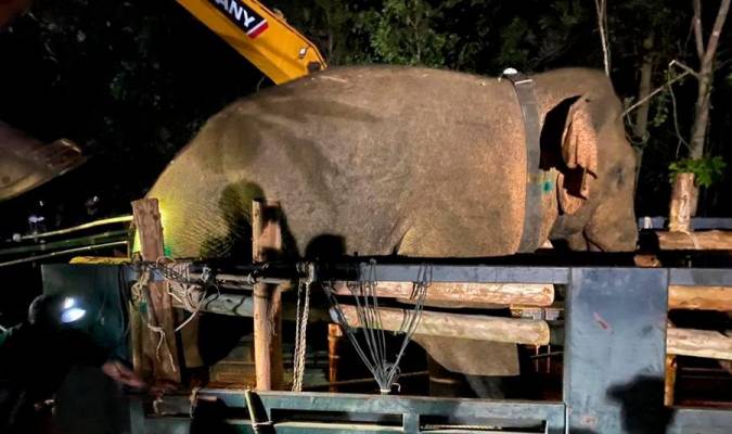 Capturan al elefante salvaje que mató a un hombre en Tailandia