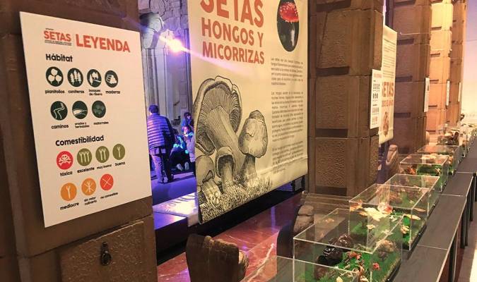Exposición sobre setas en la Casa de la Ciencia de Sevilla.