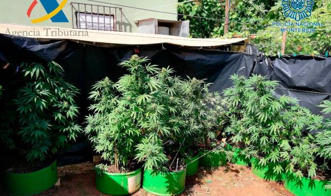 Más de 200 plantas de marihuana en un chalet de Alcalá de Guadaíra