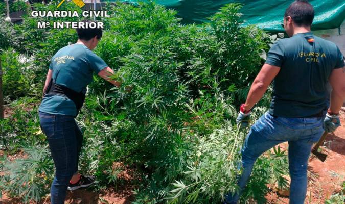 Golpe a la plantación y tráfico de marihuana en Sevilla