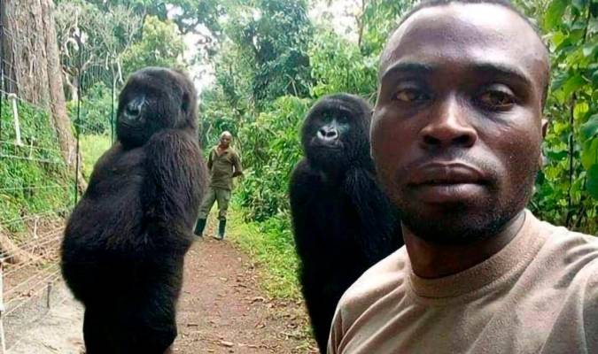 Muere Ndakasi, la ‘gorila del selfie’, en el parque congoleño de Virunga