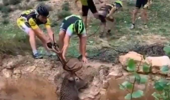 Unos ciclistas salvan a un ciervo a punto de morir ahogado en Granada